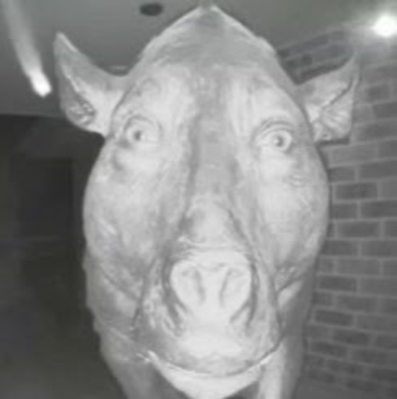 Meet your Posher, Collab - Picture 1 of 1